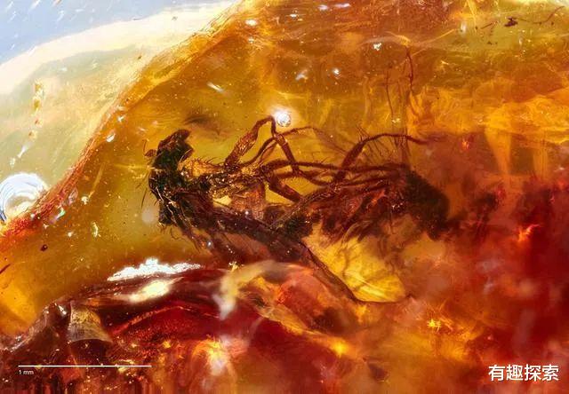 化石|最不幸古生物：雌雄繁殖一半成琥珀，姿势不得不保持4100万年