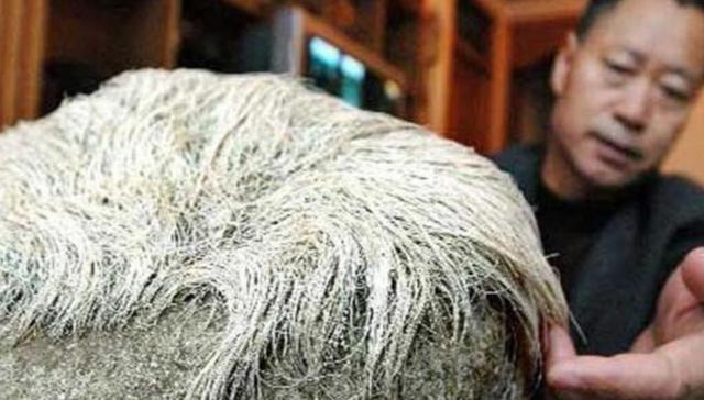 墨语笙歌|老头捡到一块石头，上面却长满“白发”，专家表示：赶紧报警