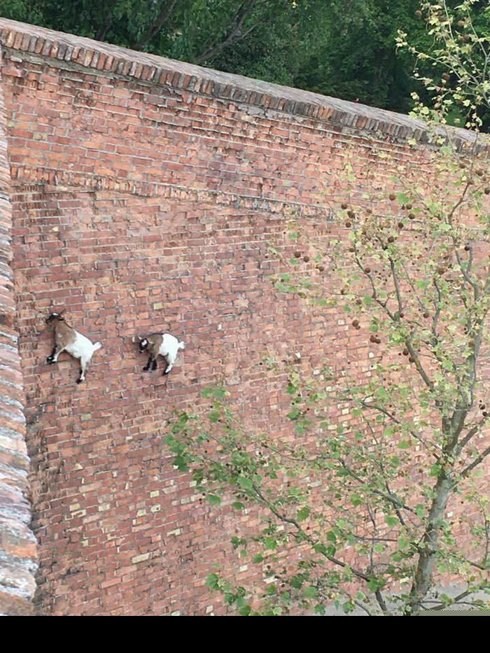 |18种动物事实会让您大吃一惊，因为您从不知道