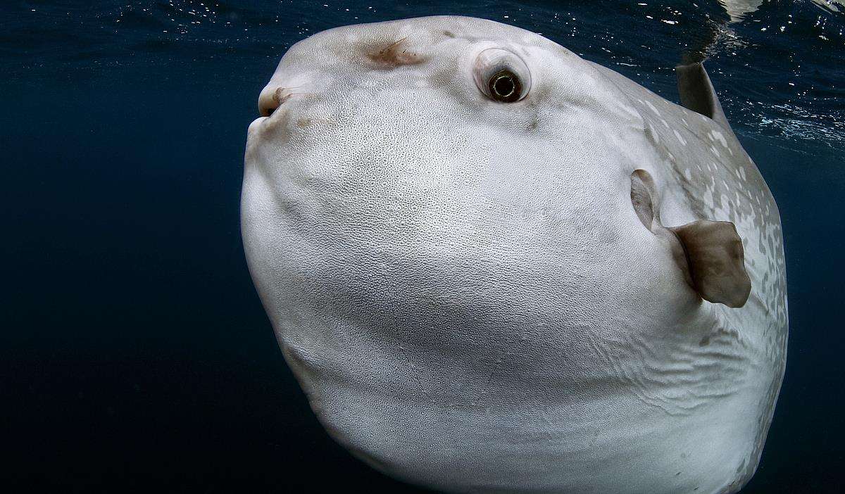 「基因」智商堪忧的4种动物,要不是基因盯着,估计早就灭绝了