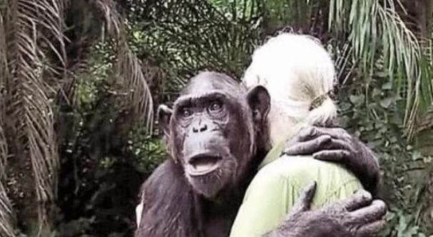 黑猩猩|人类和黑猩猩能否产生后代?女科学家亲自做出实验!