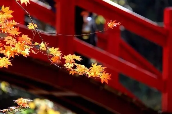 自驾|全国最早一波秋色来了!这6条自驾路线,9、10月美成天堂