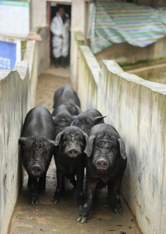 生猪价格|生猪价格8连跌！有人背后放空炮，可这个真实意图需提防！