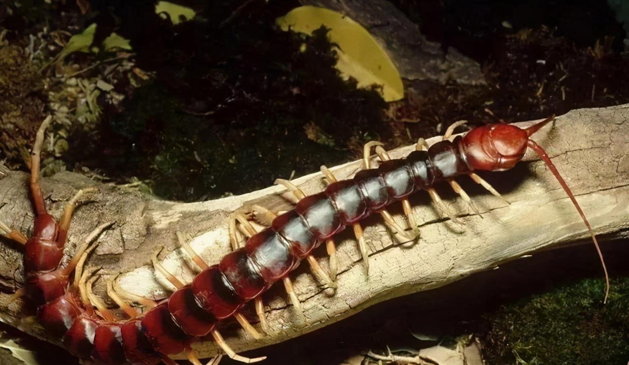亚马孙热带雨林|亚马逊雨林既是绿色天堂，又是人类禁区，危机四伏防不胜防
