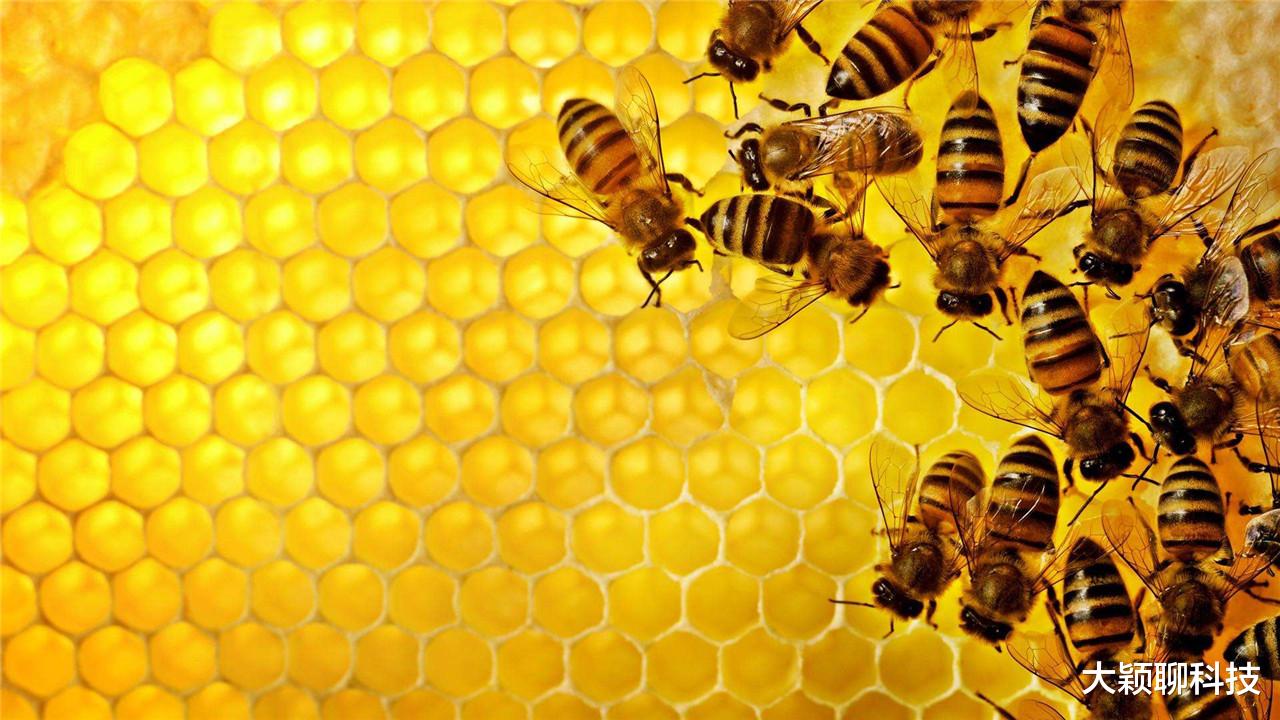 蜜蜂|意大利地区蜜蜂集体死亡，数量超过400万，爱因斯坦预言要成真了？