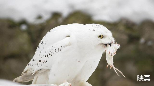 猫头鹰|我国二级保护动物，一年吃掉老鼠1700只，用鼠类尸体堆成巢穴