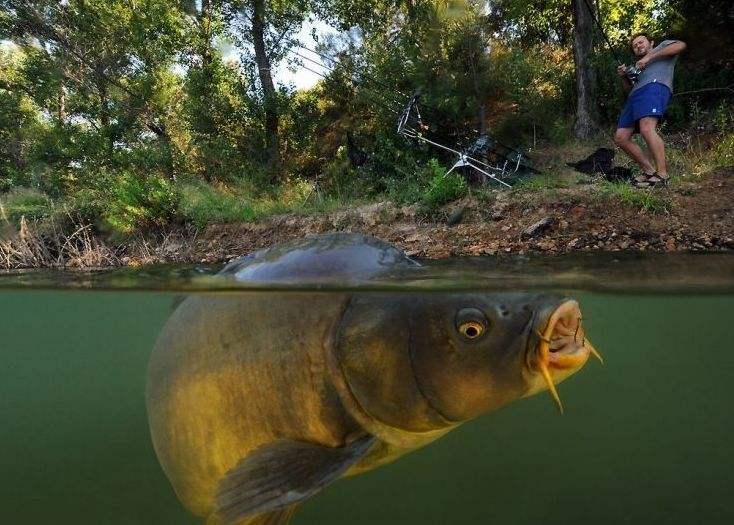 |夏季早晨为钓深浅远近犯难?只需灵活运用这3点, 可把周围打闭口