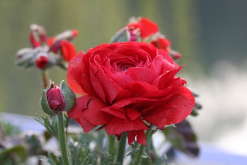 生肖：7月后，旧爱情缘相逢，感慨万千的四大生肖：放下忧愁主动示好