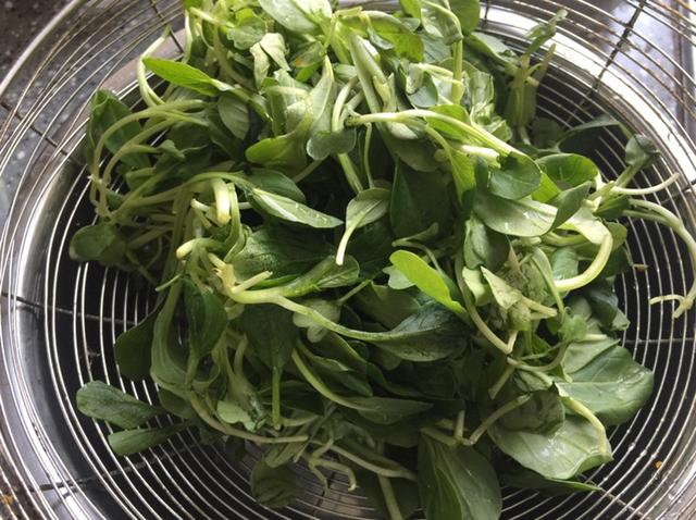 咳嗽|“天然青霉素”被找到，一周吃2回，咳嗽肺热不再来，可惜鲜为人知