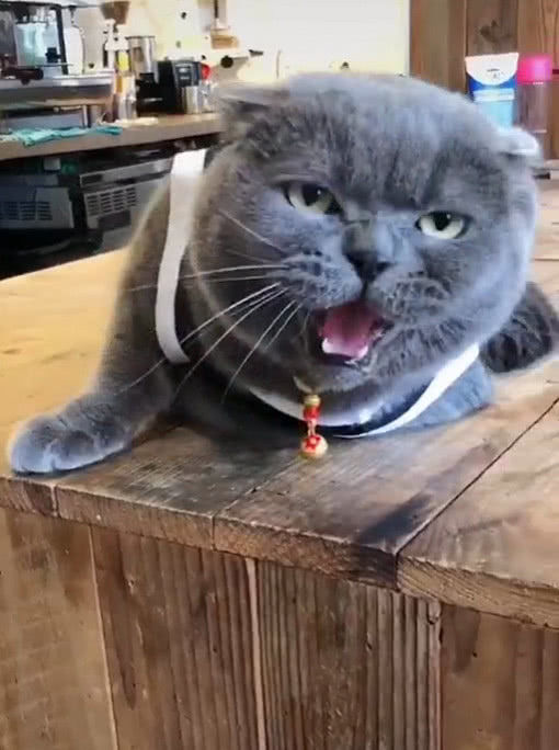 想给蓝猫找老婆，结果它反应懵逼，喵：人家有心上人了