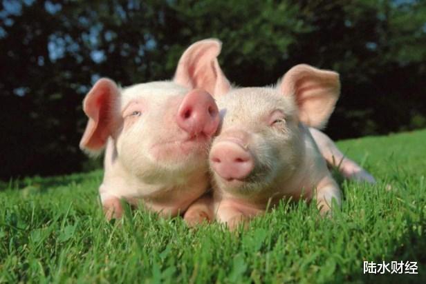 iqoo：外卖江湖要变天？2000亿巨头“杀入”，饿了么、美团慌了