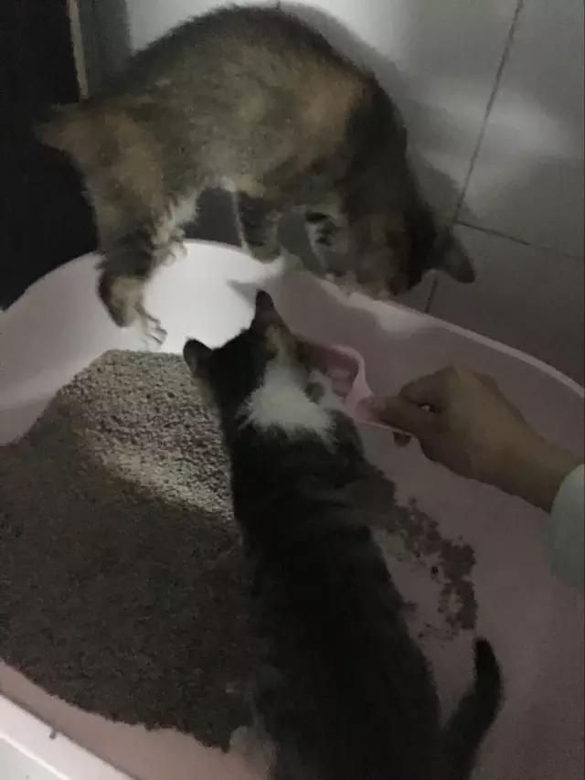 新晋铲屎官一个月，小美女伺候猫主子的工作报告