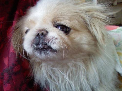 狗狗也会有洁癖？网友评论：那你可能是没养过这六种狗！