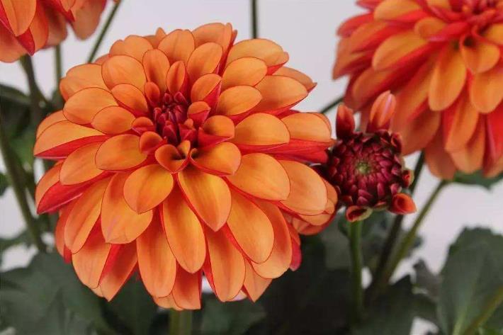 狮子座|10月上旬,吉星进门,财运翻倍,家财花不完的生肖