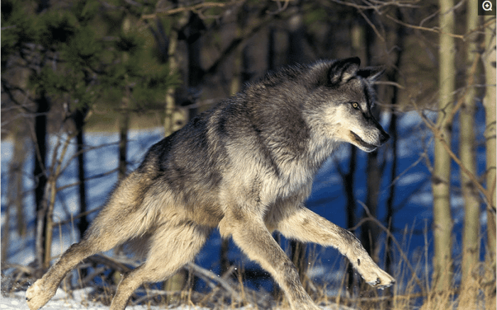 哺乳动物：全球十大陆地猛兽排名, 东北虎仅排第二, 第一太过凶猛