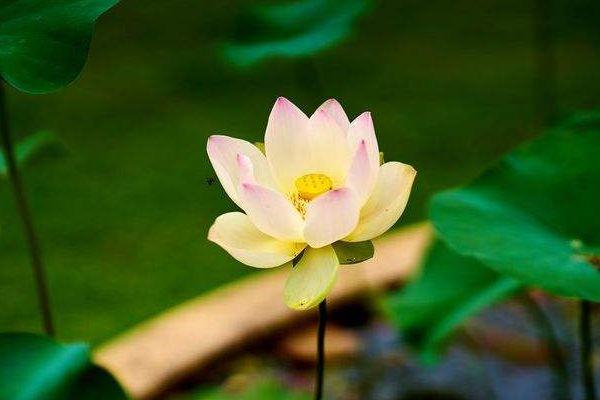 运势|10月底财运“黄金期”，喜事入宅，一“旺”到年底的4大生肖！