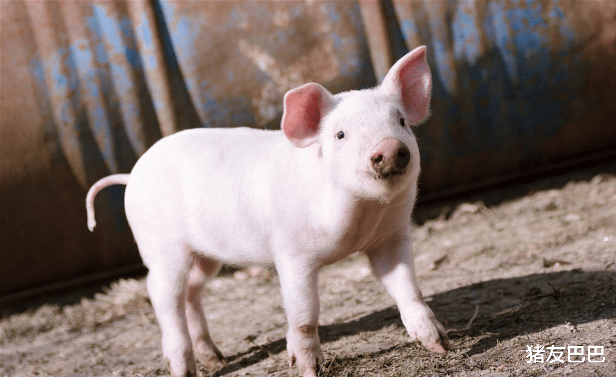 『生猪价格』猪价“涨红不止”，10元肉价“梦碎”？7月猪价要“狂跌变天”？