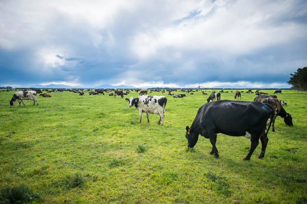 『大康农业』大康农业股票底部密集放量，上车行情可期待