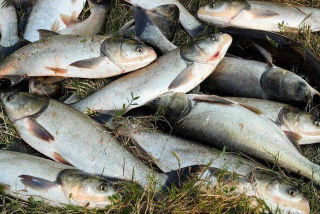 鲫鱼|野钓鲢鳙哪家强？你需要掌握的是最全面的技巧，一般人我不告诉他！