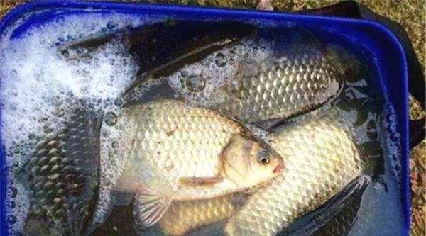 【】走水钓鱼并不难，这4点相结合，效果更好