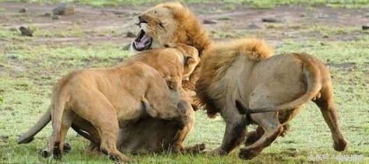 狮子|雄狮大战夺皇位的时候雌狮为什么不帮忙？