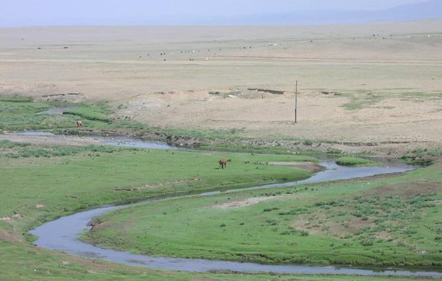 「老虎」蒙古大草原上为什么没有老虎？