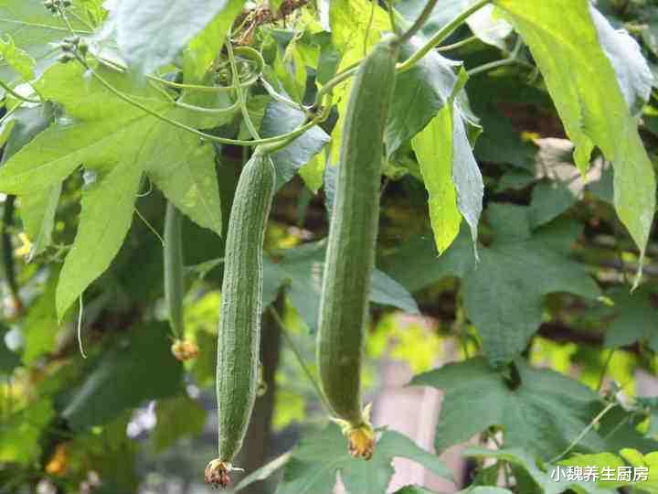 「丝瓜」丝瓜和它是天生一对，7月多喝此汤，鲜到流口水，简单又营养