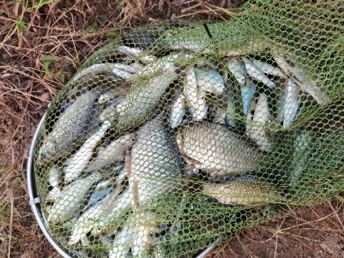 鳑鲏|大河鱼难钓,小河抽白条