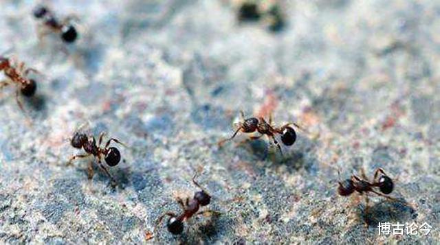 [吴三桂]将军如厕发现一群蚂蚁，下令：立即转移，违令者斩！最终拯救全军