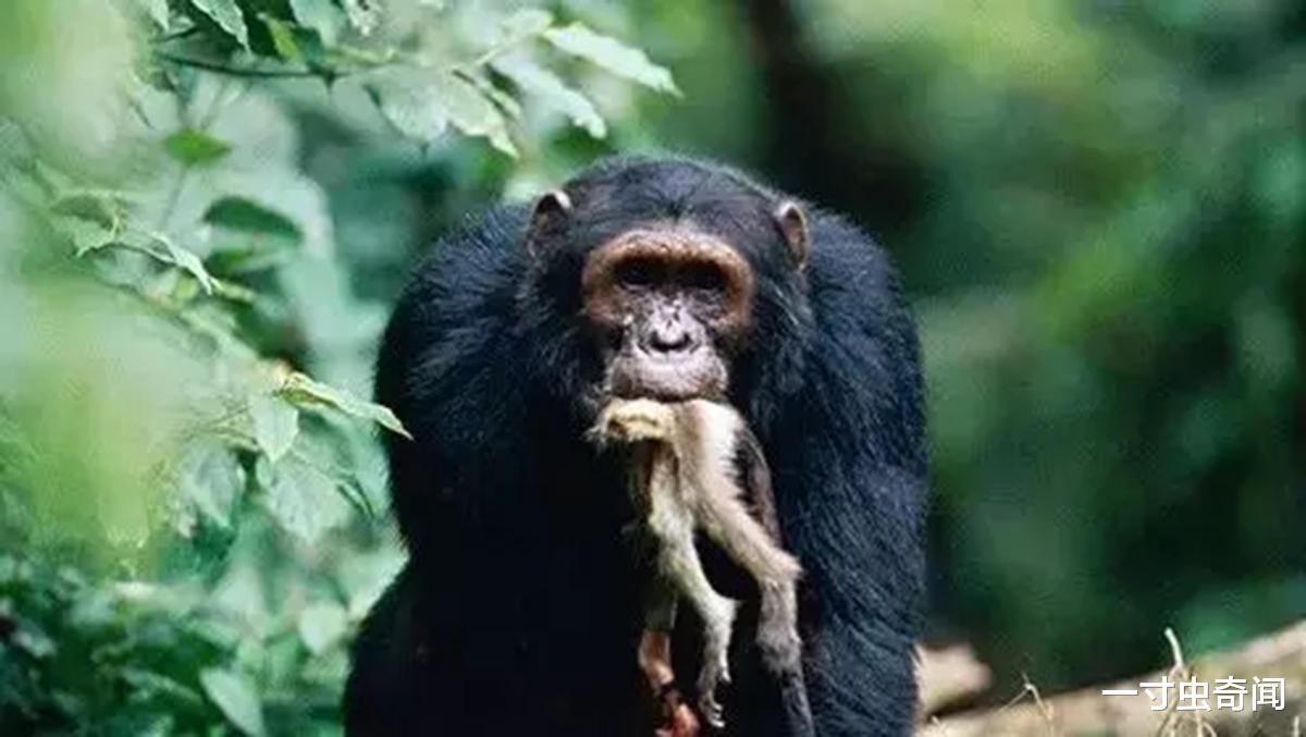 |猩球大战?贡贝黑猩猩战争,同类蚕食,揭露黑猩猩不为人知的一面