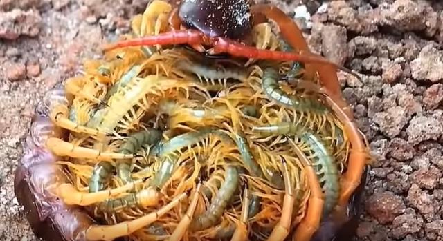 『后代』都说母爱是天性,那么动物界中的伟大母爱是什么样的呢