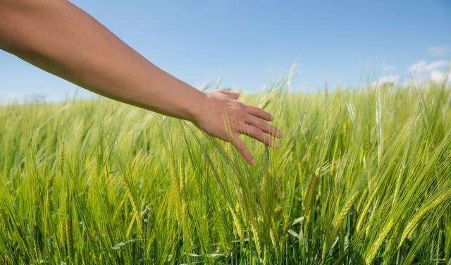 ▲农村俗语“闰四月，吃树叶”，金鼠年碰上闰四月，老农为啥害怕？