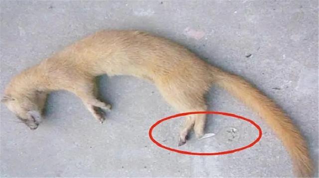 黄鼠狼|为何老人们都说黄鼠狼不能杀?科学研究发现,原来真的不能杀