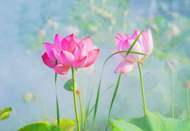 属兔：5月1-7号，横财如雨，3大属相事业如鱼得水，余生都幸福