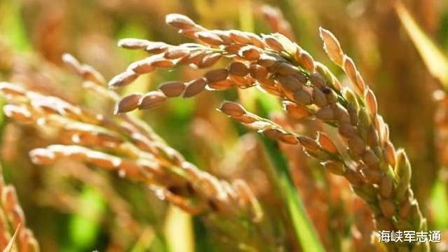 #大米#3国同时出手，192万吨越南大米已抵达中国，澳洲面临“缺米危机”