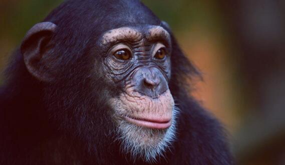 黑猩猩|拜托，别再说人是从猴子进化来的