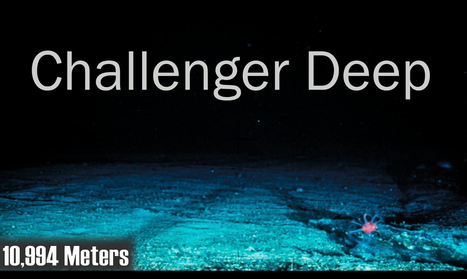 海洋生物|大海究竟有多深?看完这些你可能也会得深海恐惧症