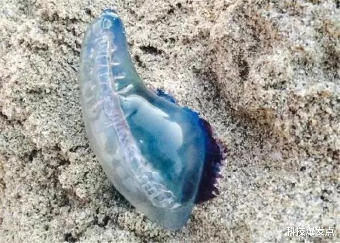 [海洋生物]在海滩游玩时，看到像“蓝色塑料袋”的东西，碰了可能会致命！