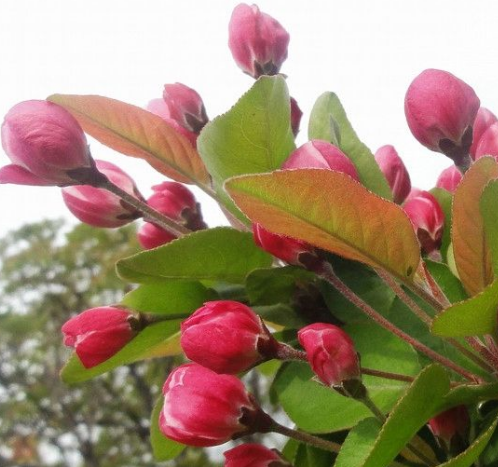 |中秋节喜事连连，4属相意气风发，大喜大福降临，生意红红火火