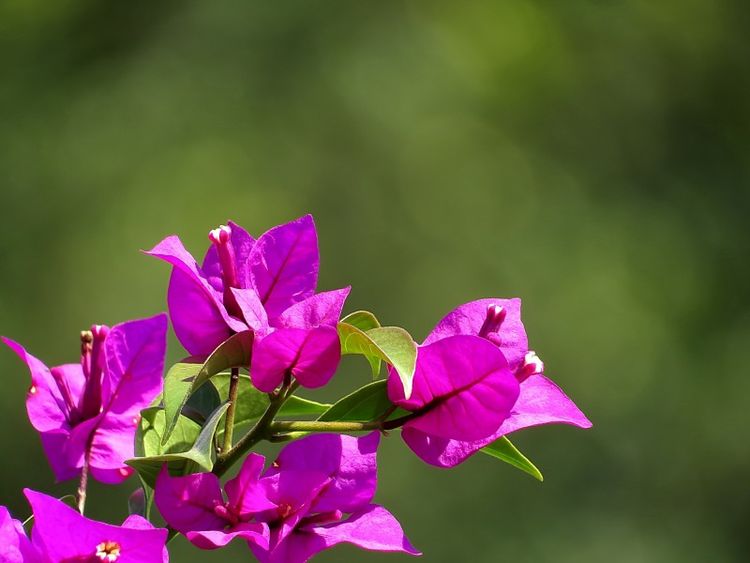 生肖|九月起好运眷顾大翻身，轻松赚大钱，霉运结束，有好事发生的生肖