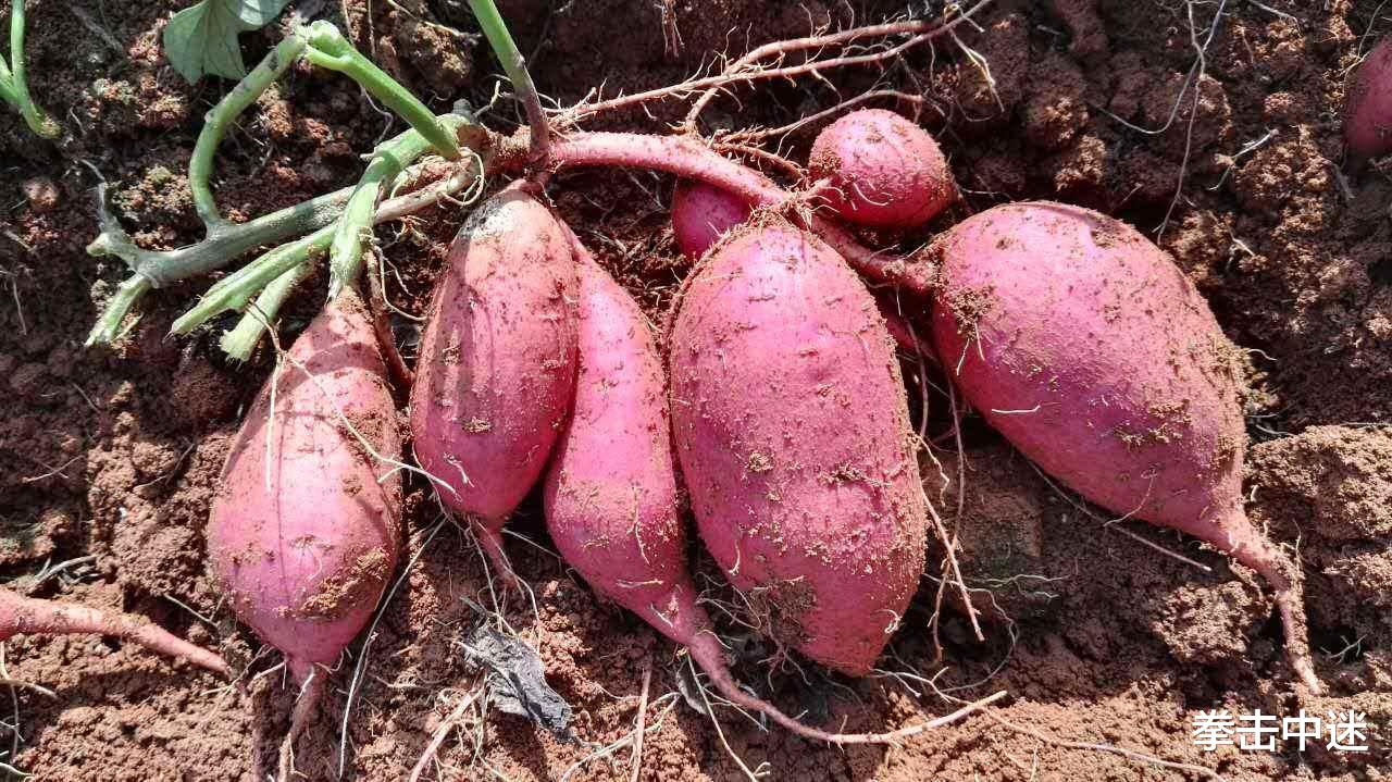 「兔子」别把物种入侵不当回事，当年一对兔子的威力，已经超过广岛原子弹