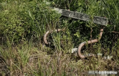 「核辐射」日本核泄漏过后,植物为何变得越来越茂盛?难道它们不怕核辐射?