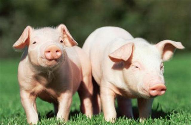665665噸！美國豬肉對中國出口暴漲89%，中方宣佈“重要決定”-圖3