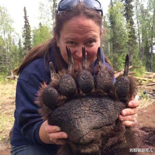 狮子|37张罕见“大”动物照片：看了熊掌和人类对比照，才知道熊多可怕