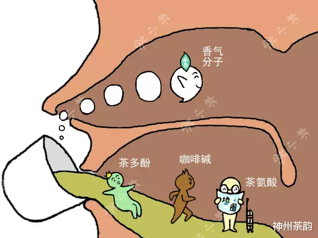 「茶多酚」茶叶在人体里到底在干嘛，有人给你画出来了