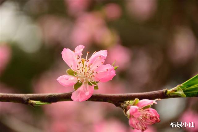 天蝎座|从这个双11开始，12生肖想脱单，如何提升桃花运，邂逅真爱佳偶天成