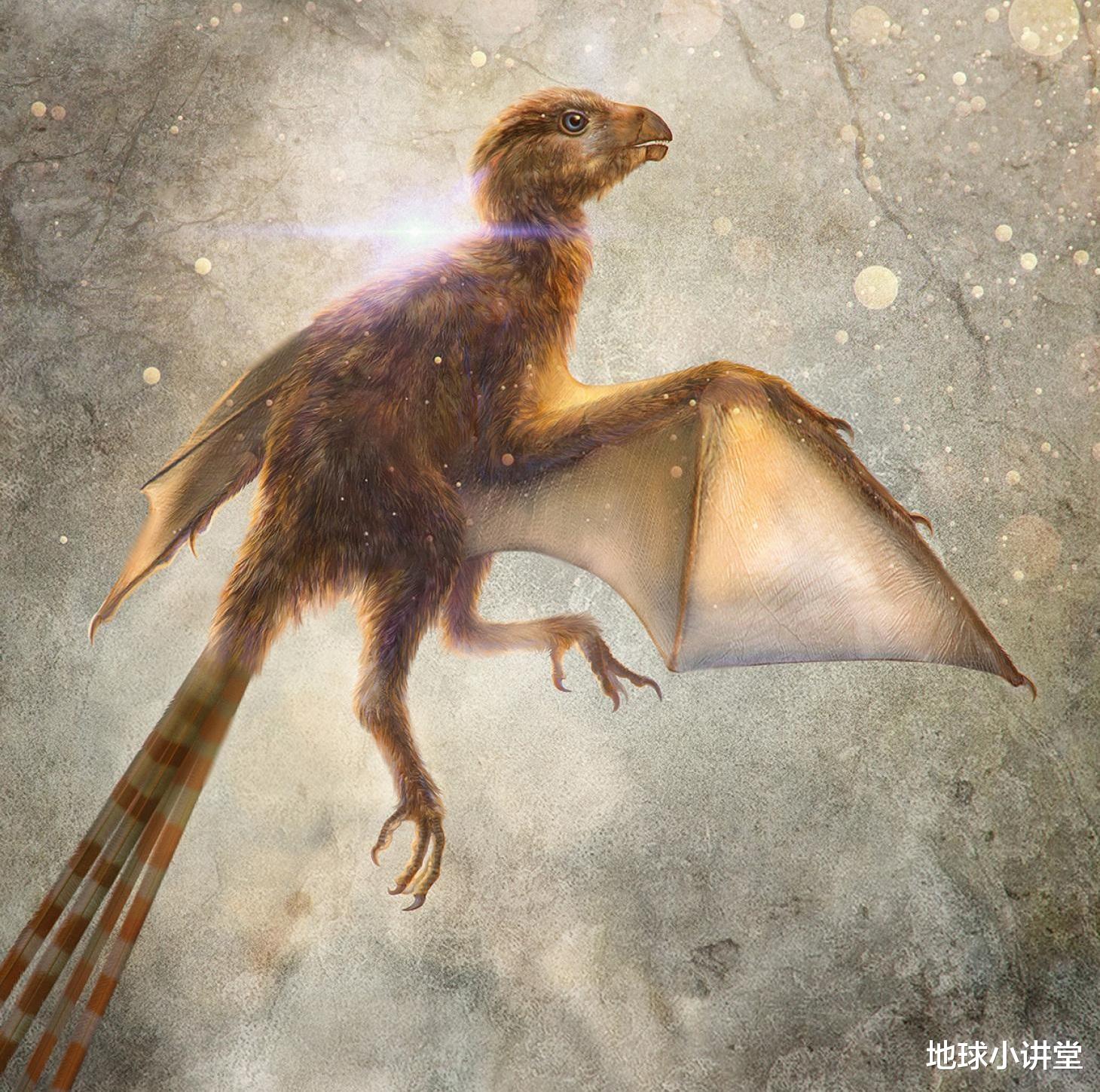 科学家|比鸡还矬的翼龙？飞行领域里，科学家发现了自然进化的失败作品