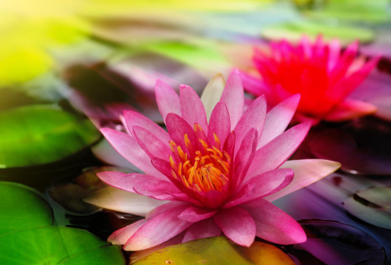 运势|未来一个月，4属相更上一层楼，顺风顺水，财路大开，好事成双