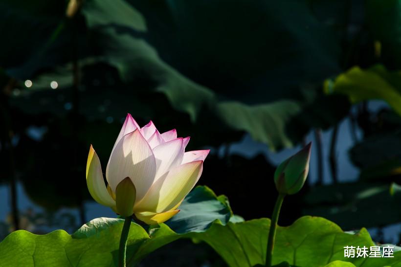 运势|下个月开始，4大生肖财运亨通，闷声发大财，财富翻几番