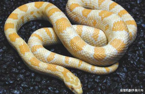 @看一下这些漂亮又无毒的蛇类，下次看到他们不要害怕啦